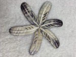 Natural Wampun Quahog Shell Feather Shape (B)
