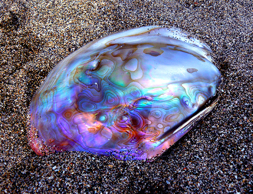 abalone-shell.jpg